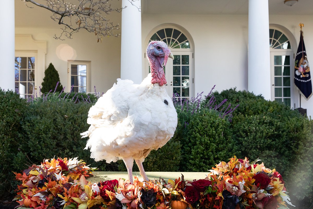 The+Confused+History+of+Turkey+Pardoning