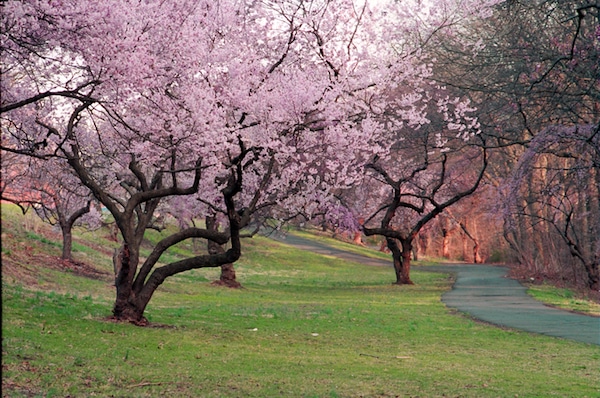 Spring Has Sprung: Local Events